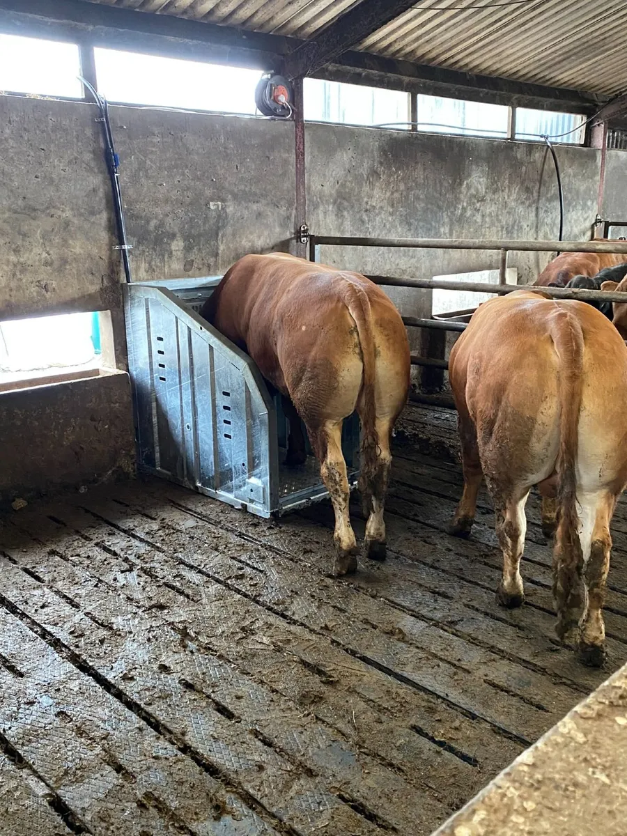 Top Performing Bulls/Steers and Heifers - Image 2