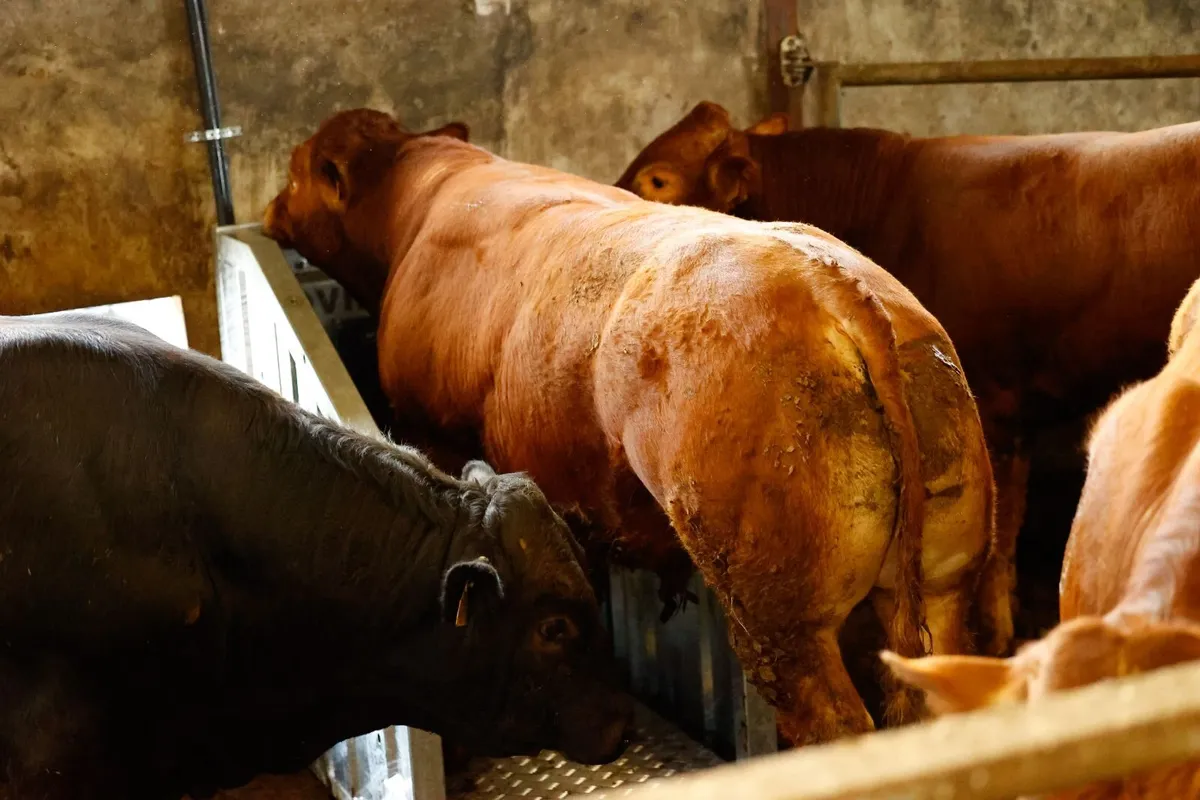 Top Performing Bulls/Steers and Heifers - Image 4