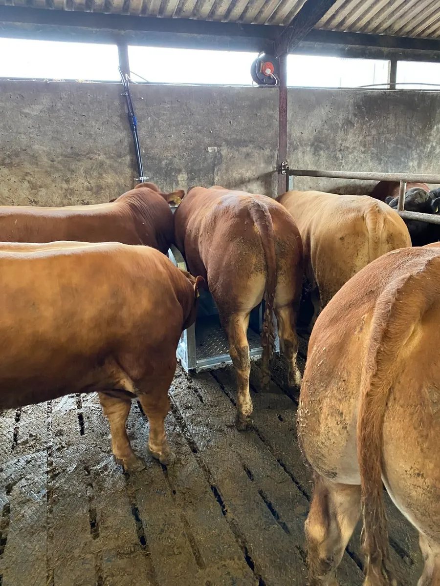Top Performing Bulls/Steers and Heifers - Image 3