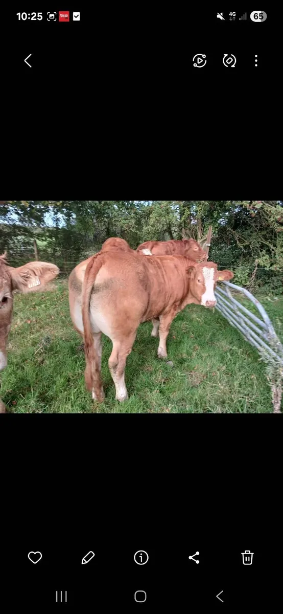 Bullocks - Image 1