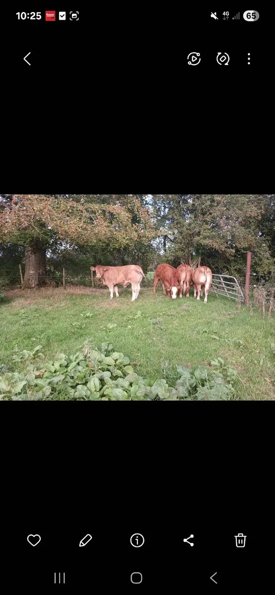 Bullocks - Image 2