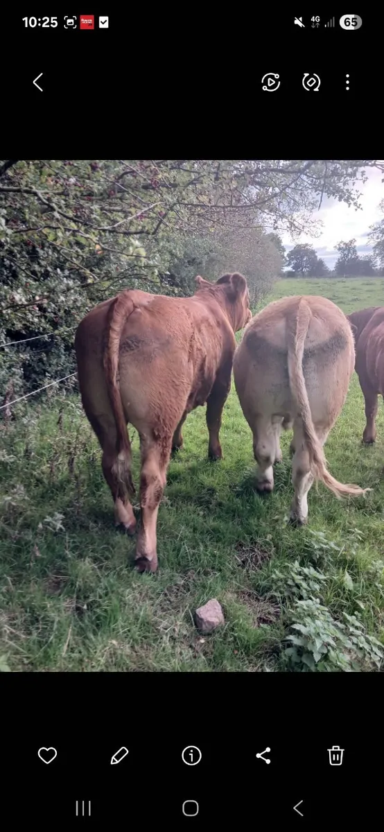 Bullocks - Image 3