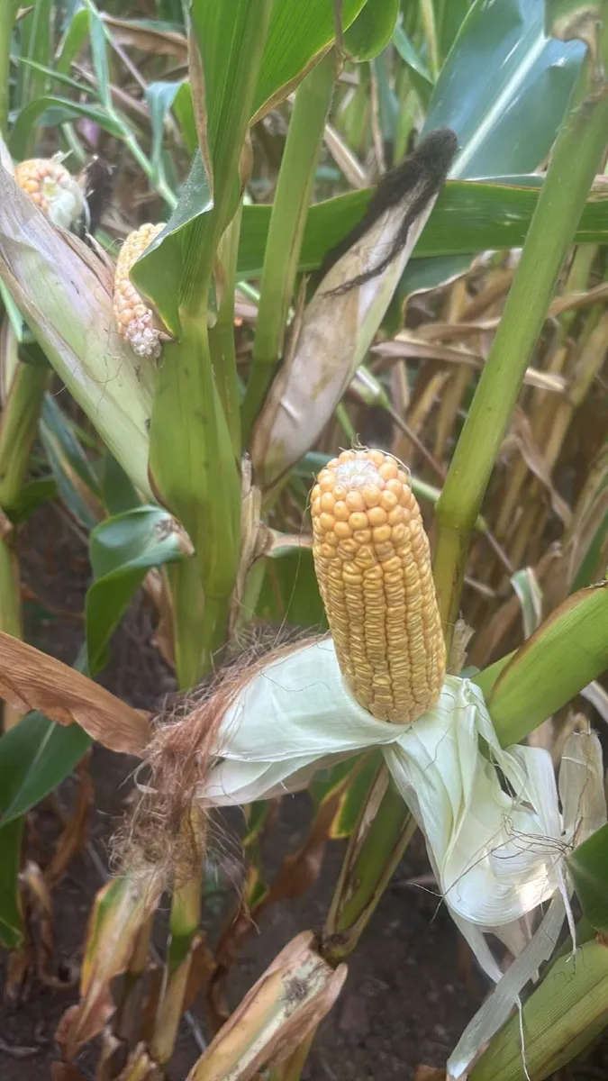 Growing Maize for Sale Castletownroche area