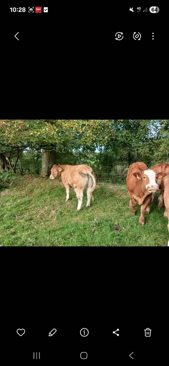 Bullocks - Image 4