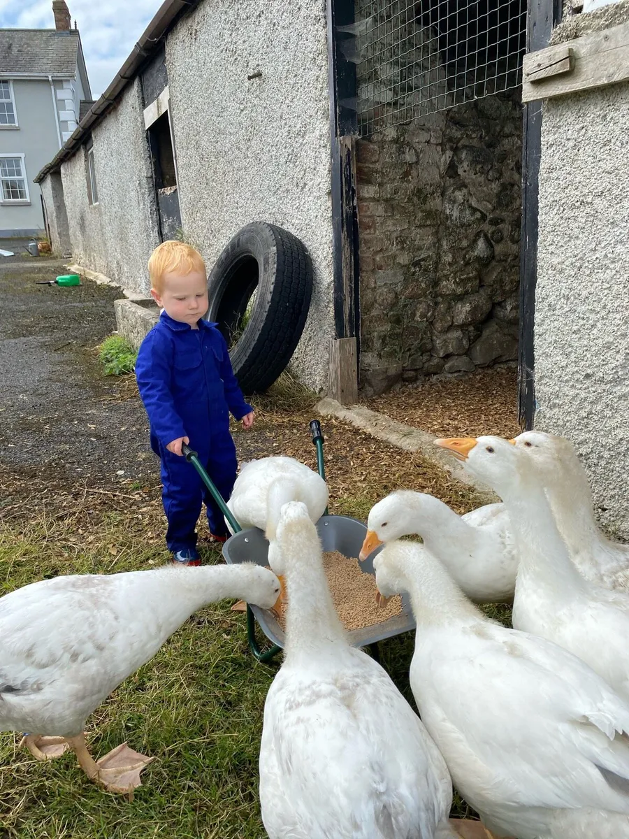 Friendly Home-Reared Geese – Used to Children - Image 1