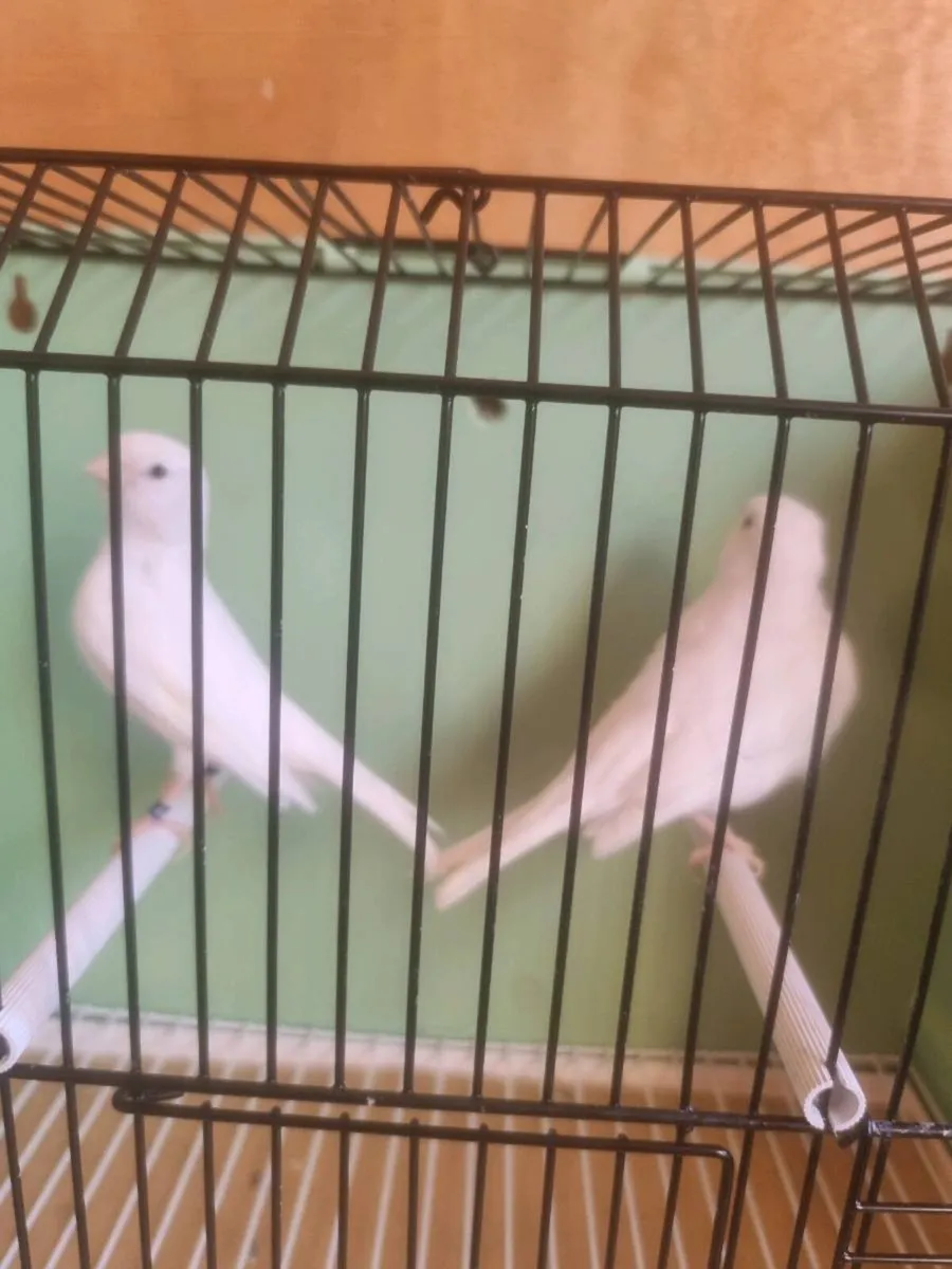 Birds - Image 2