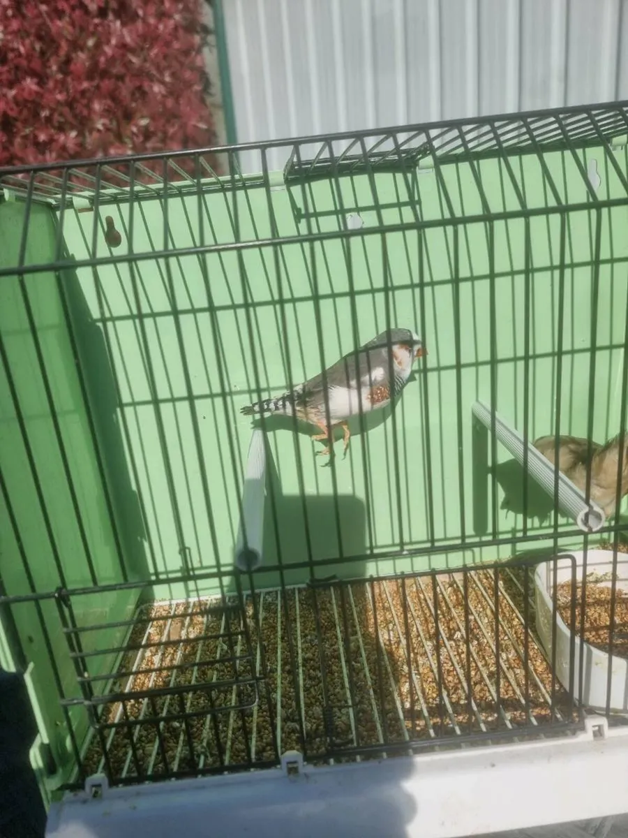 Birds - Image 3