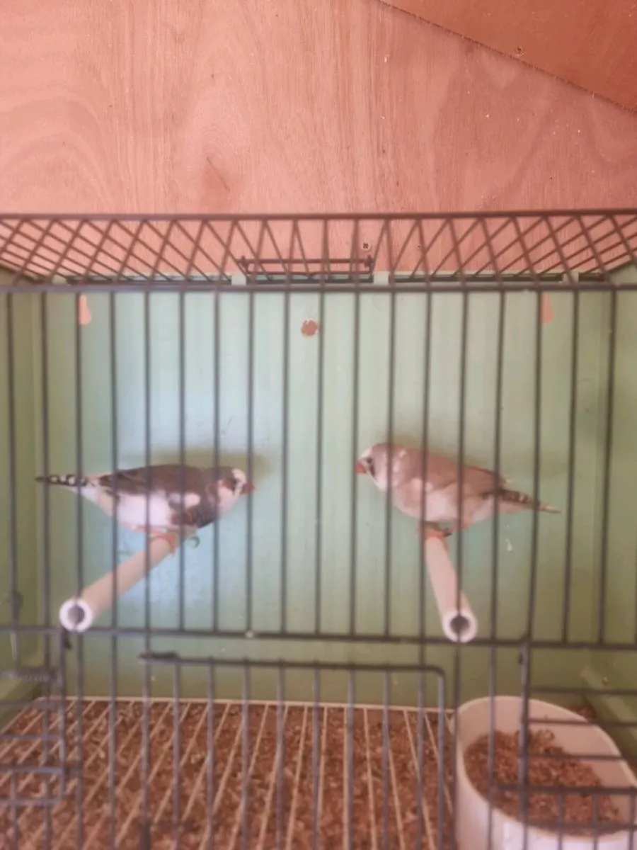 Birds - Image 4