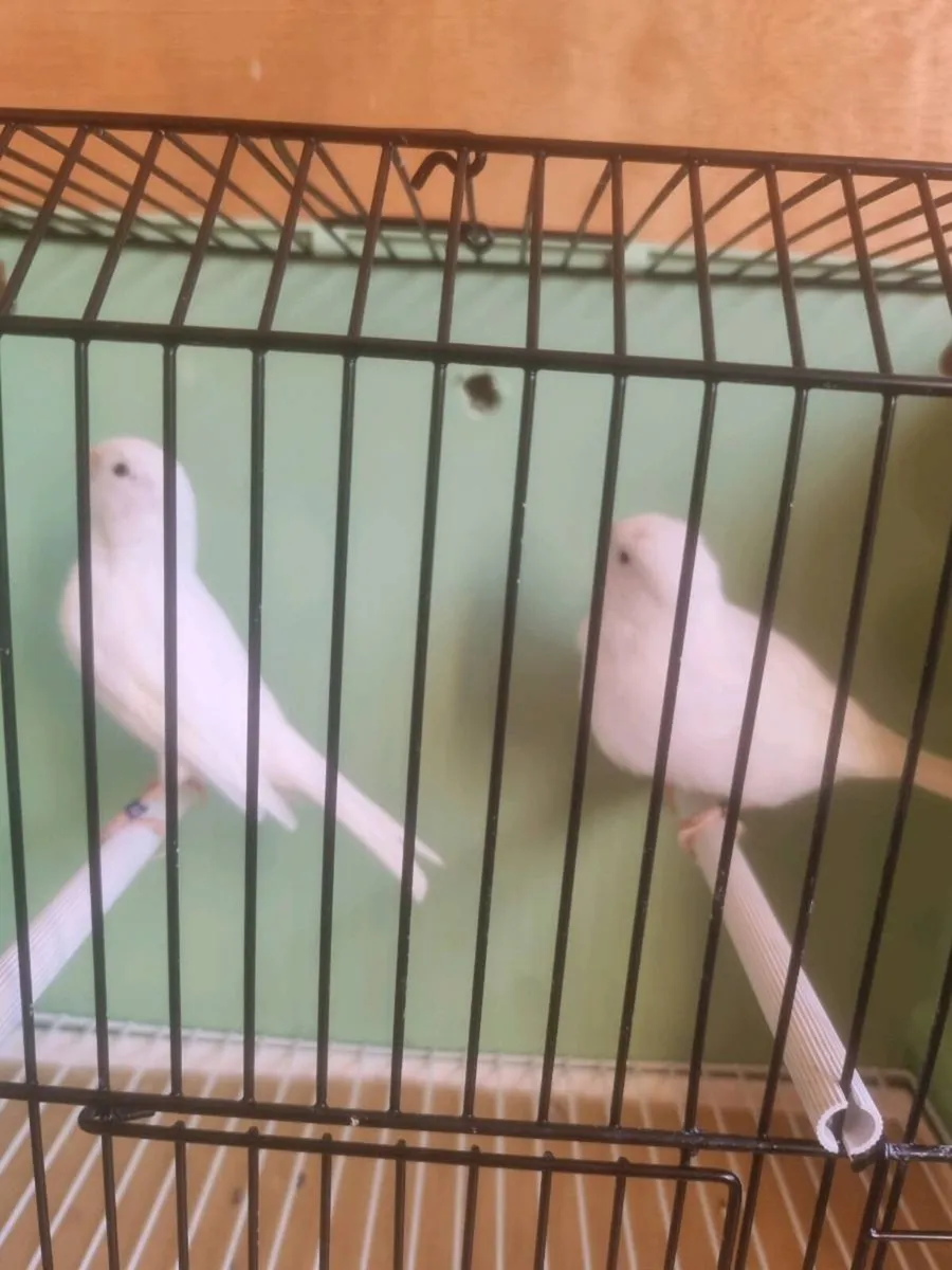 Birds - Image 1