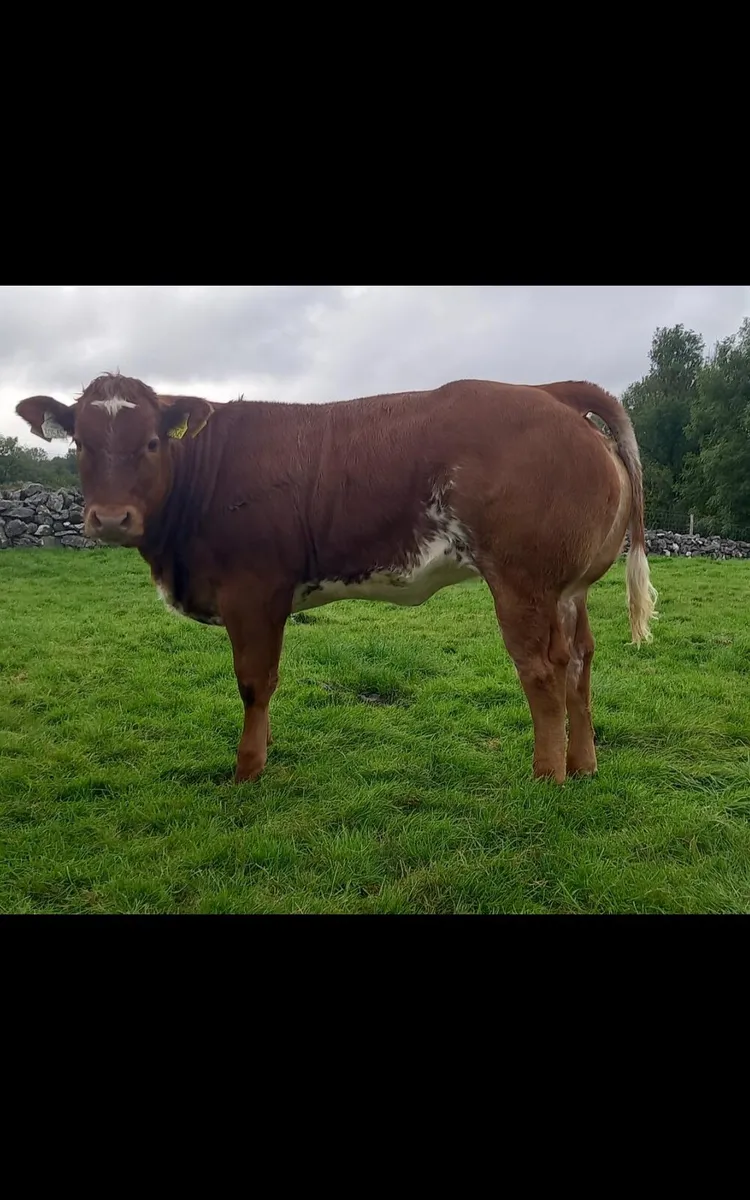 Weanling Heifers, Ballinrobe Mart Friday 25th Sept - Image 3