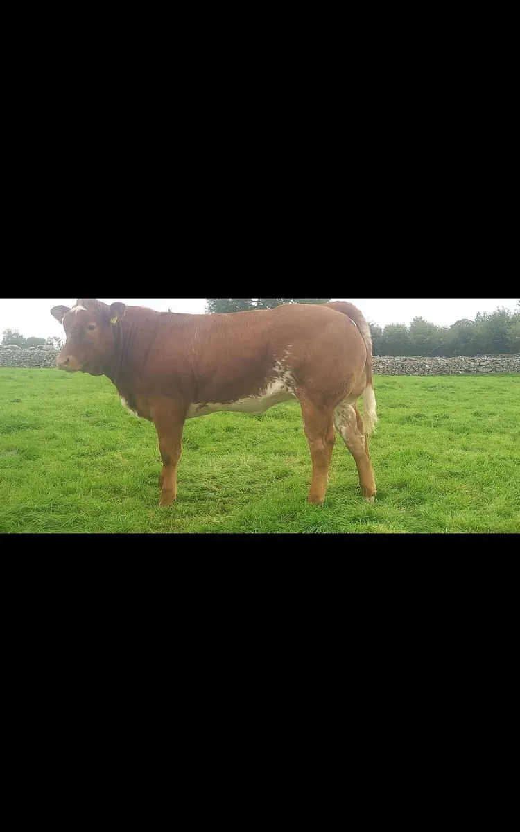 Weanling Heifers, Ballinrobe Mart Friday 25th Sept - Image 1