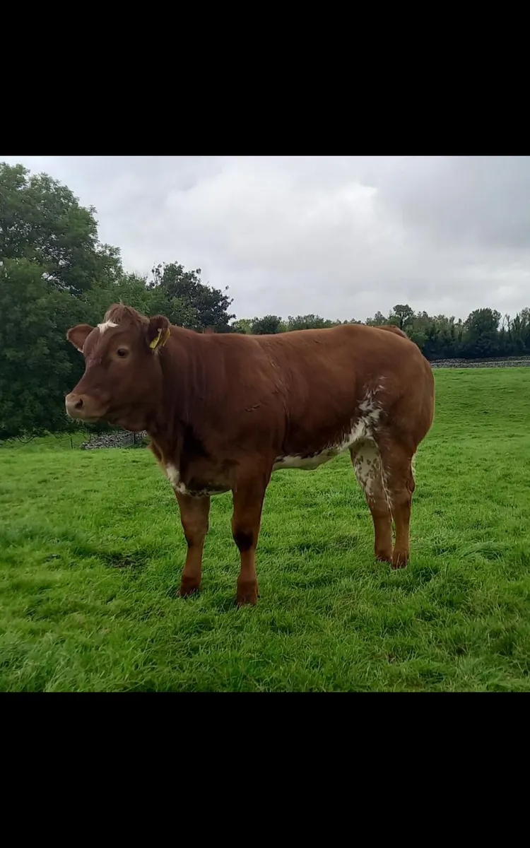 Weanling Heifers, Ballinrobe Mart Friday 25th Sept - Image 2
