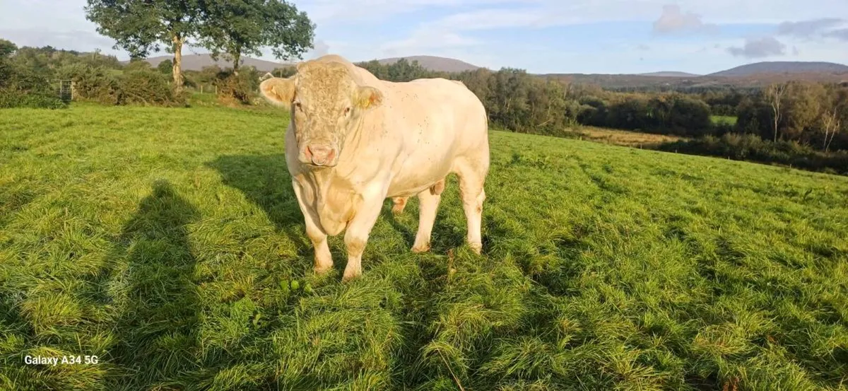 CHAROLAIS BULL - Image 2