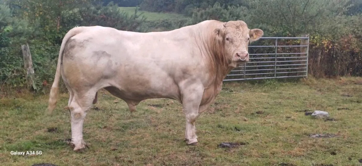 CHAROLAIS BULL - Image 1