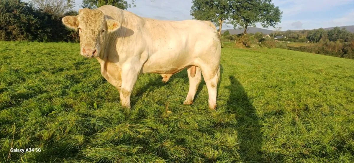 CHAROLAIS BULL - Image 3