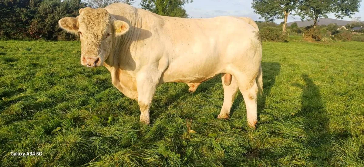 CHAROLAIS BULL - Image 4