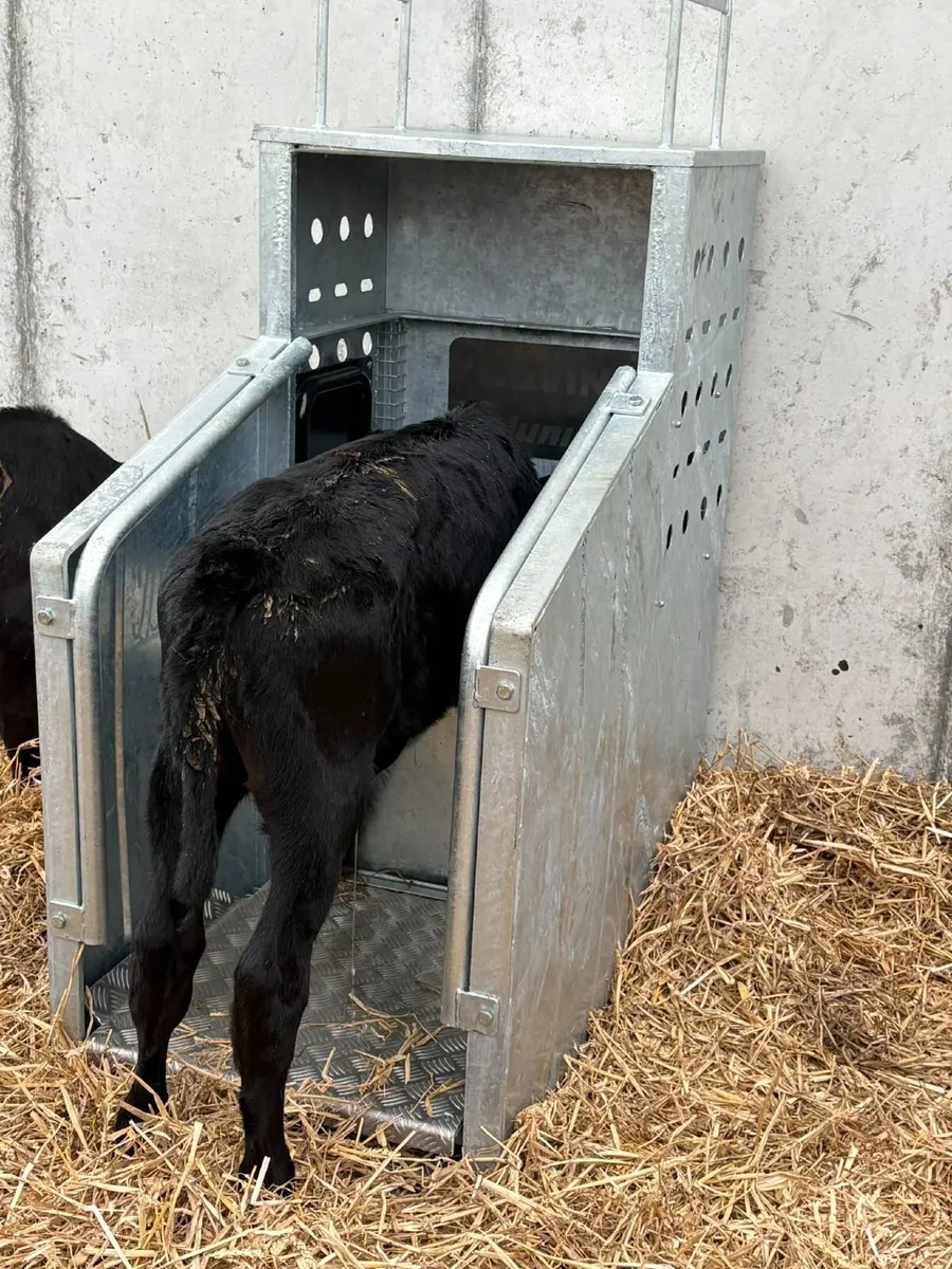 Top Performing Calves - Image 2