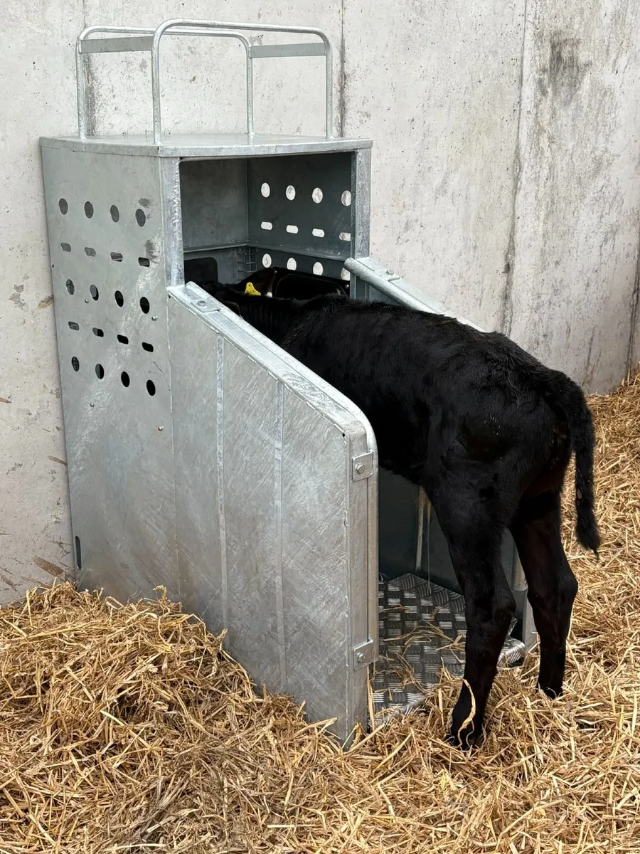 Top Performing Calves - Image 1