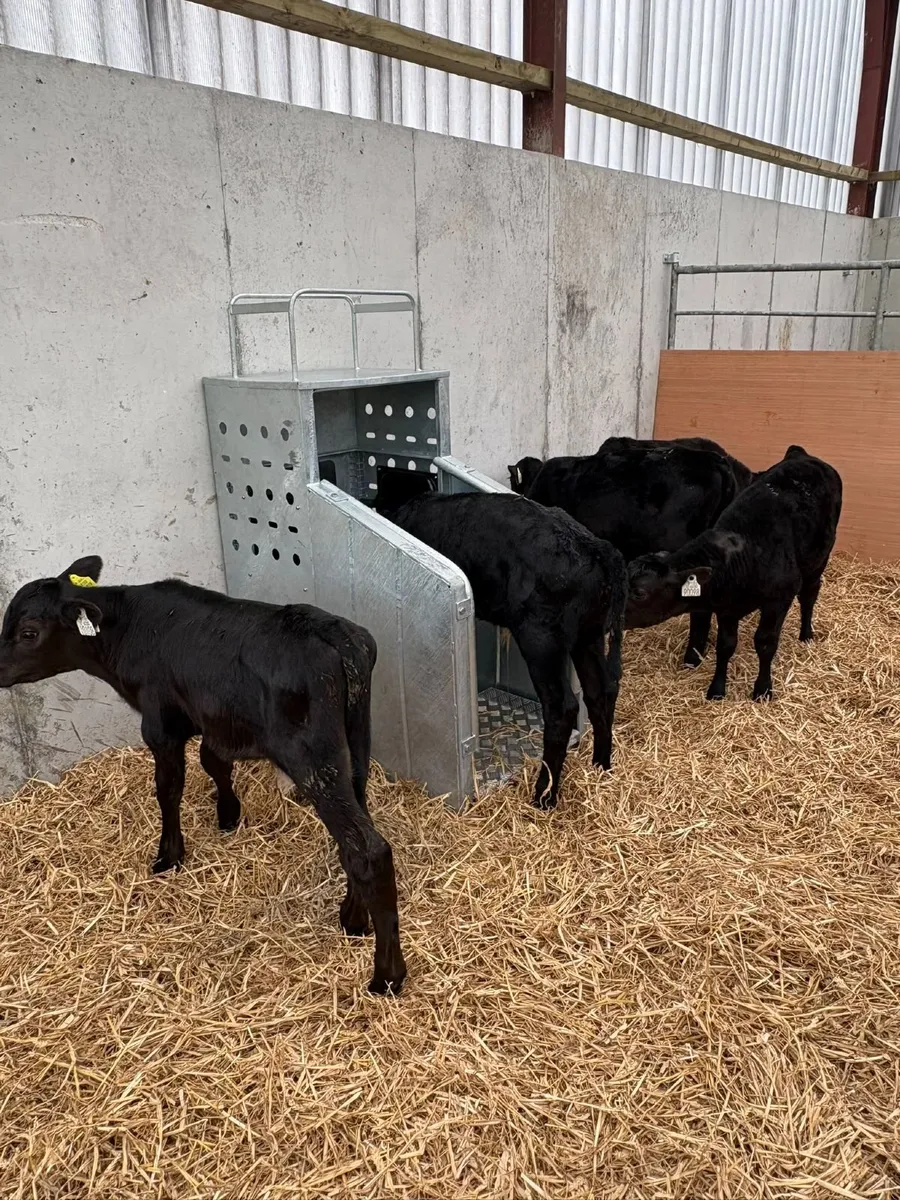 Top Performing Calves - Image 3