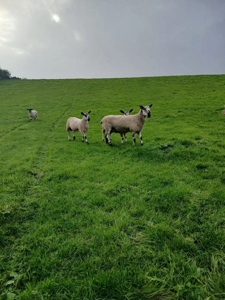 Blue faced leicester ram lambs and hoggets rams - Image 1