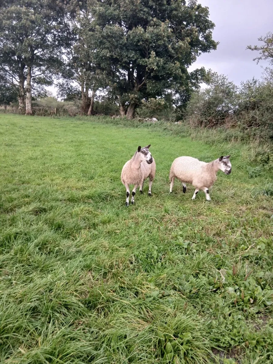 Blue faced leicester ram lambs and hoggets rams - Image 2