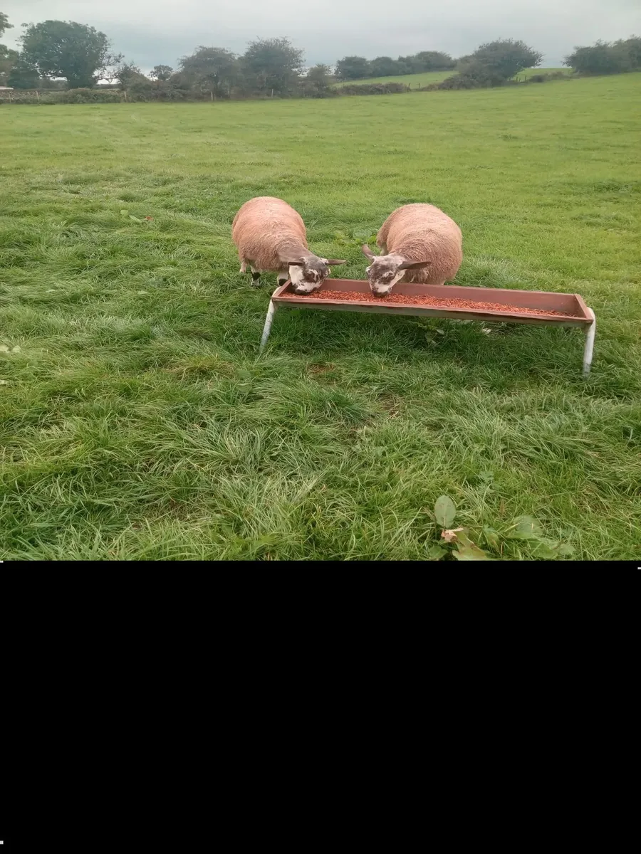 Blue faced leicester ram lambs and hoggets rams - Image 3