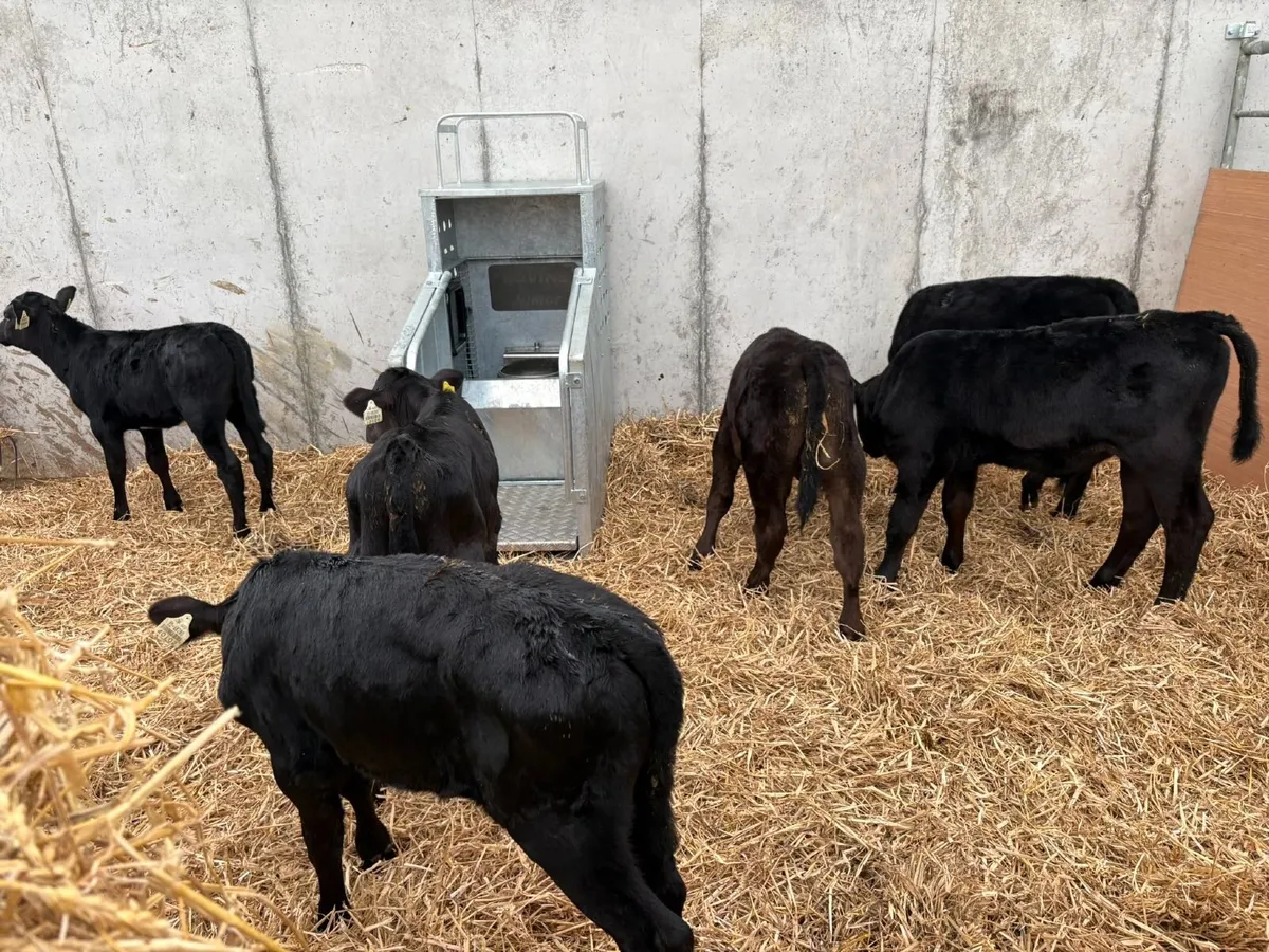 Top Performing Calves - Image 4
