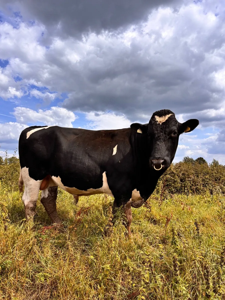 Pedigree British Friesian In-calf Heifers - Image 2