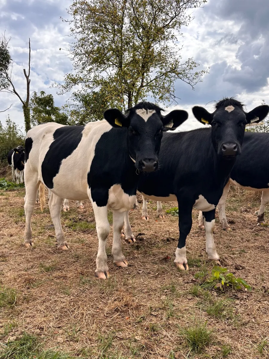 Pedigree British Friesian In-calf Heifers - Image 3