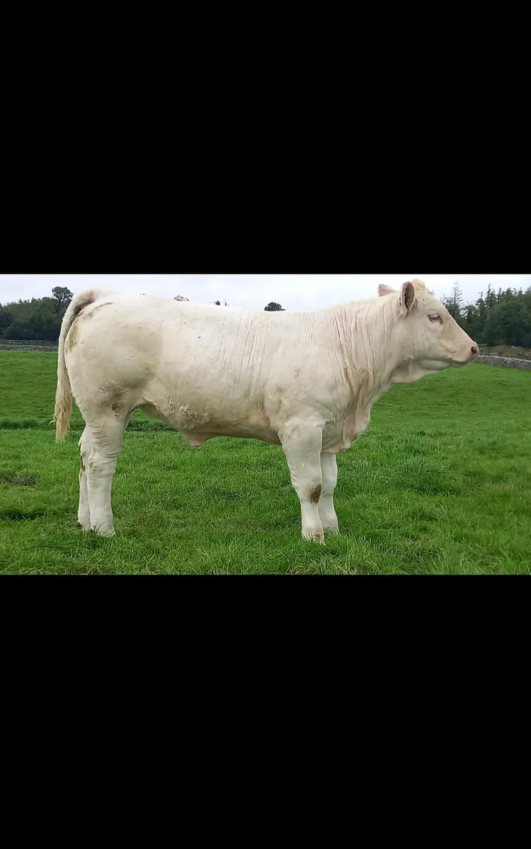 Weanling Heifers, Ballinrobe Mart Friday 25th Sept - Image 4