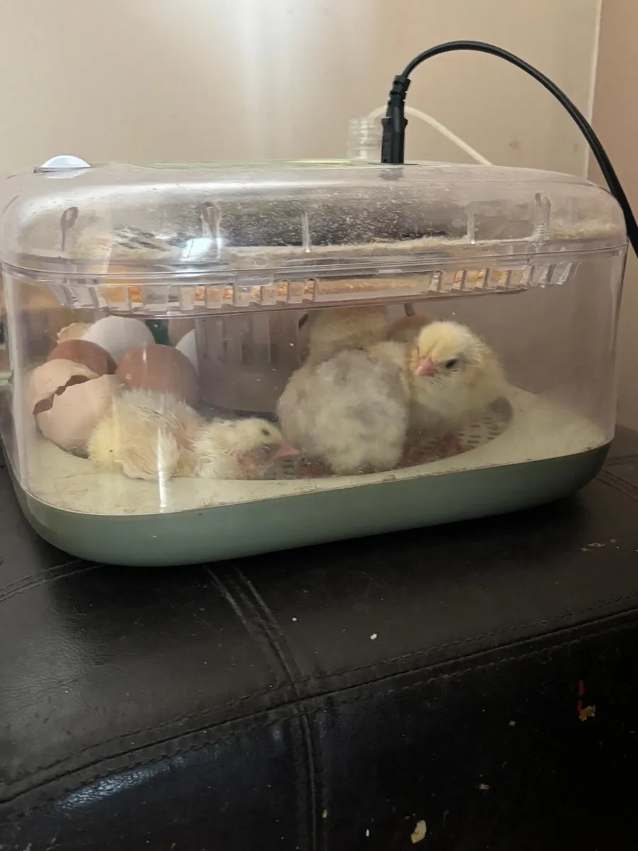 Hatching hen eggs - Image 3