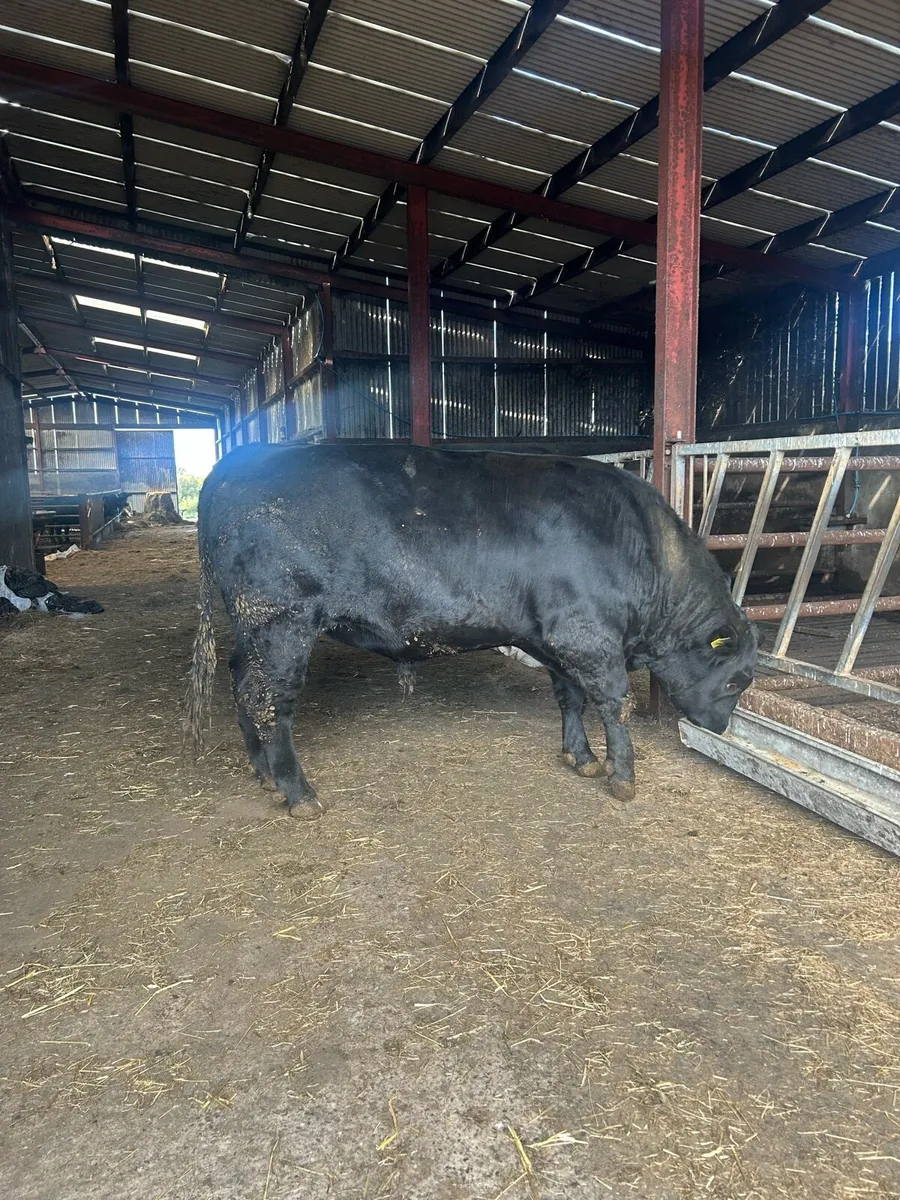 Pedigree Registered Aberdeen Angus Bull - Image 1