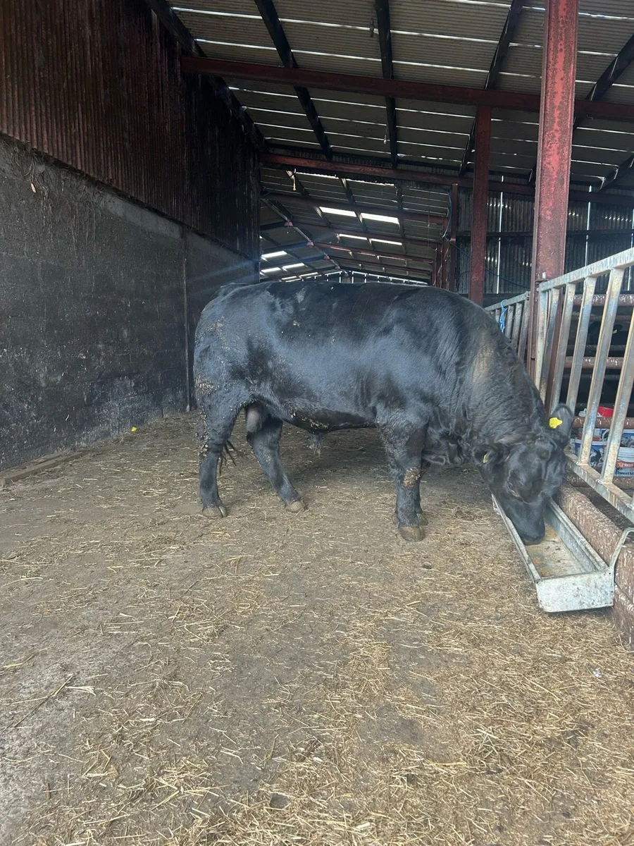 Pedigree Registered Aberdeen Angus Bull - Image 2