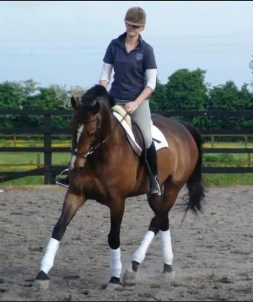 Backing, schooling, rehabilitation - Image 4