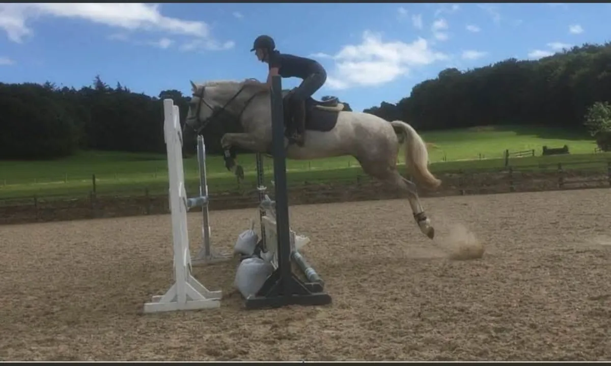 Backing, schooling, rehabilitation - Image 1