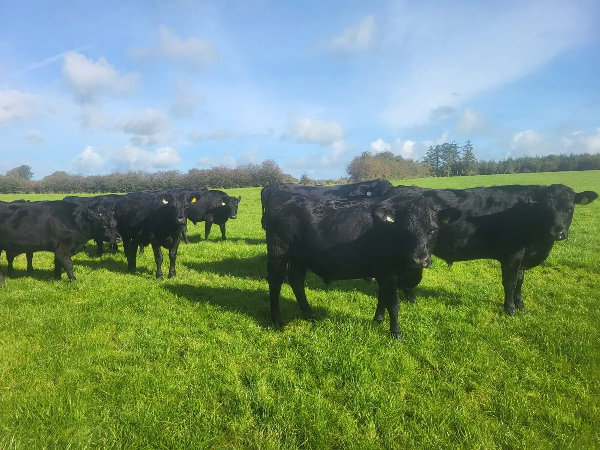 25 Homebred Aberdeen Angus Bullocks - Image 1