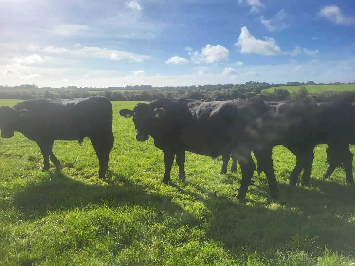 25 Homebred Aberdeen Angus Bullocks - Image 2