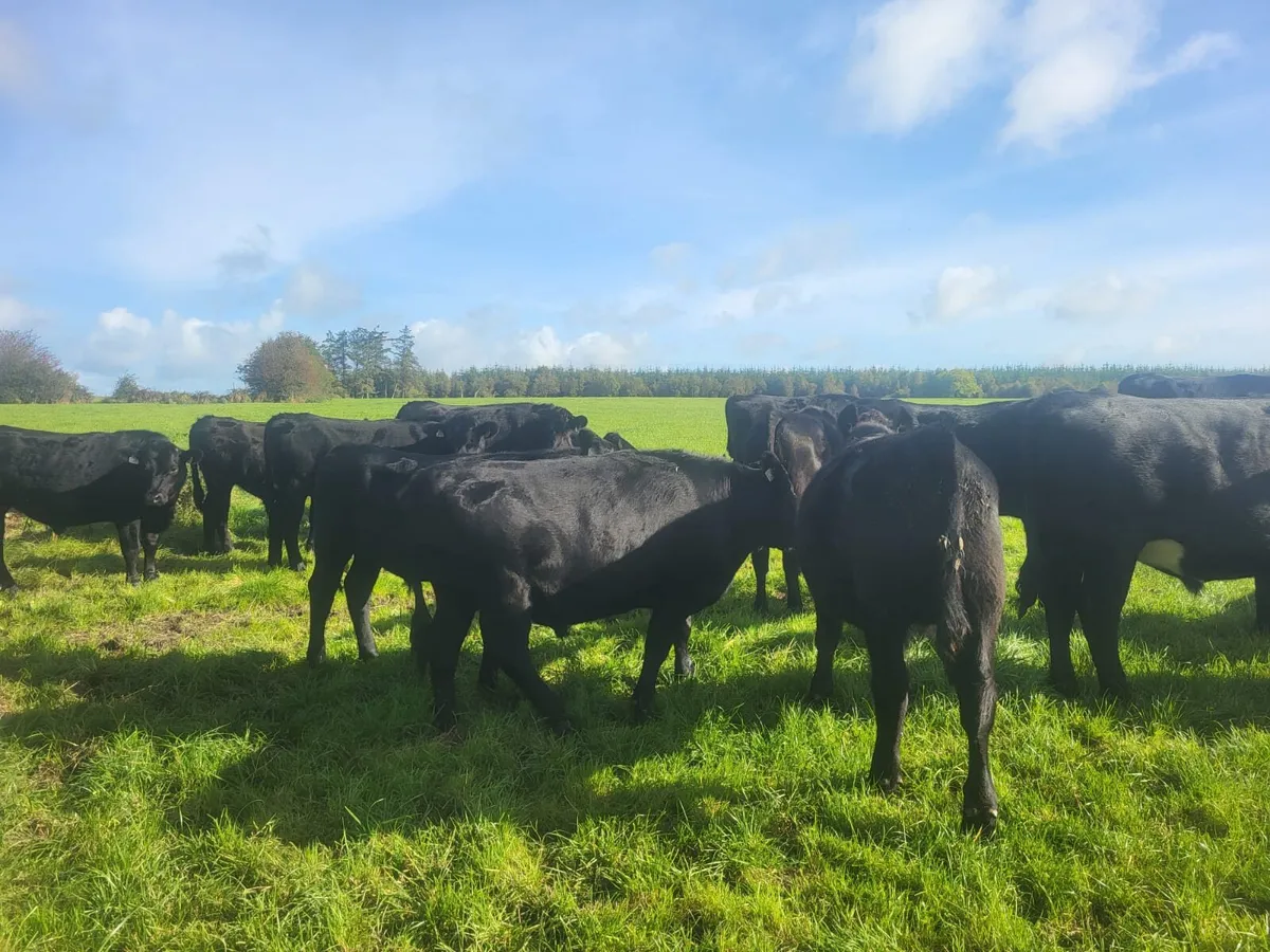 25 Homebred Aberdeen Angus Bullocks - Image 3