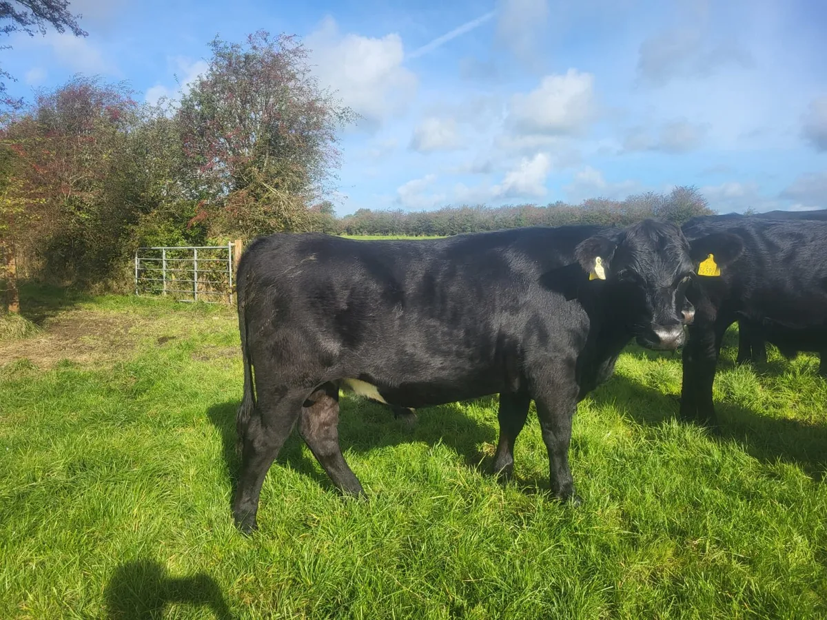 25 Homebred Aberdeen Angus Bullocks - Image 4