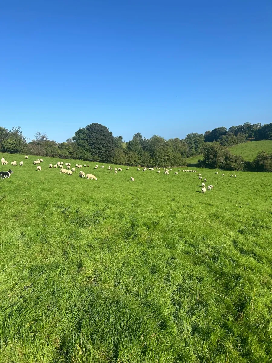Sheep - Image 1