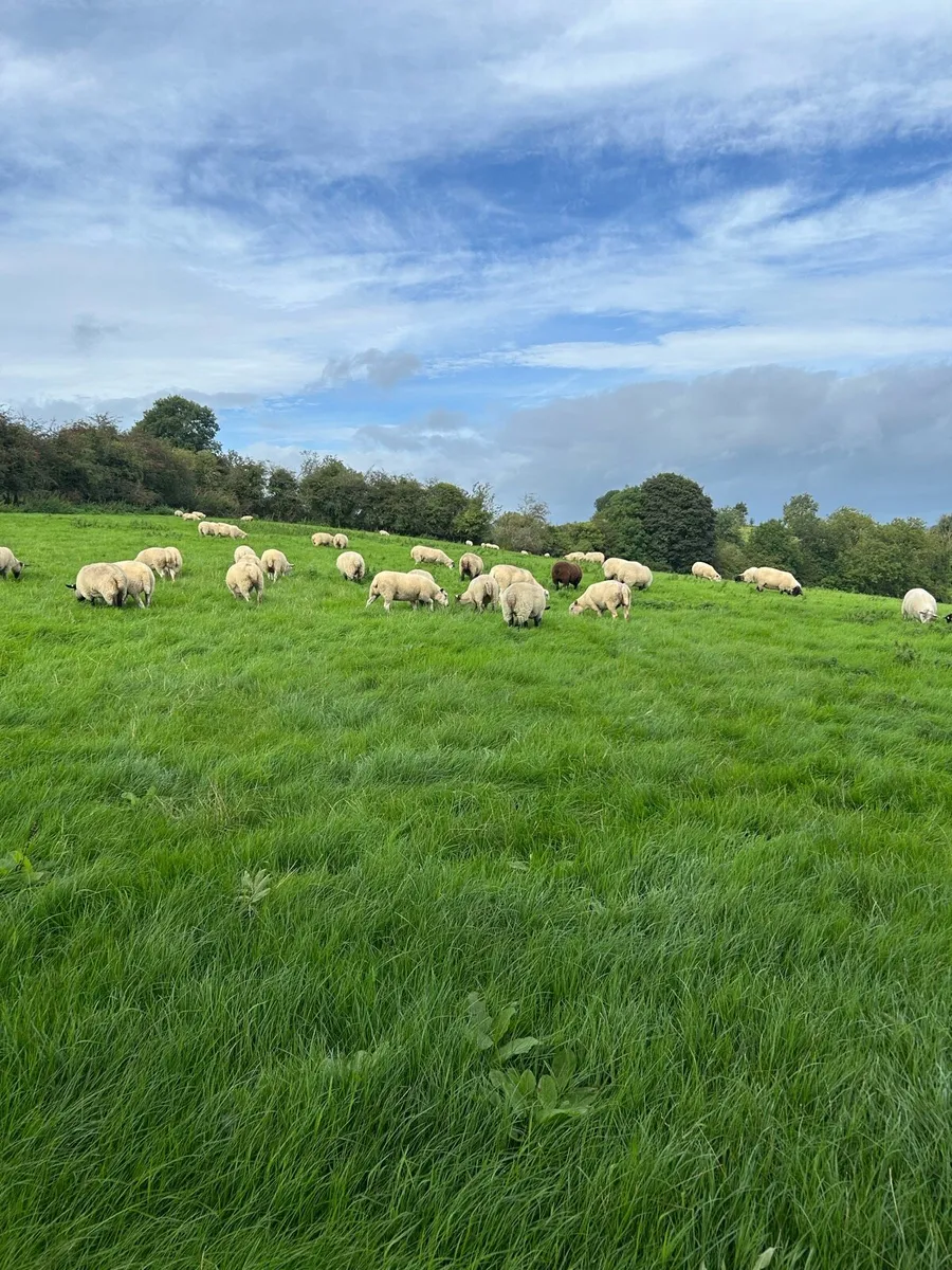 Sheep - Image 2