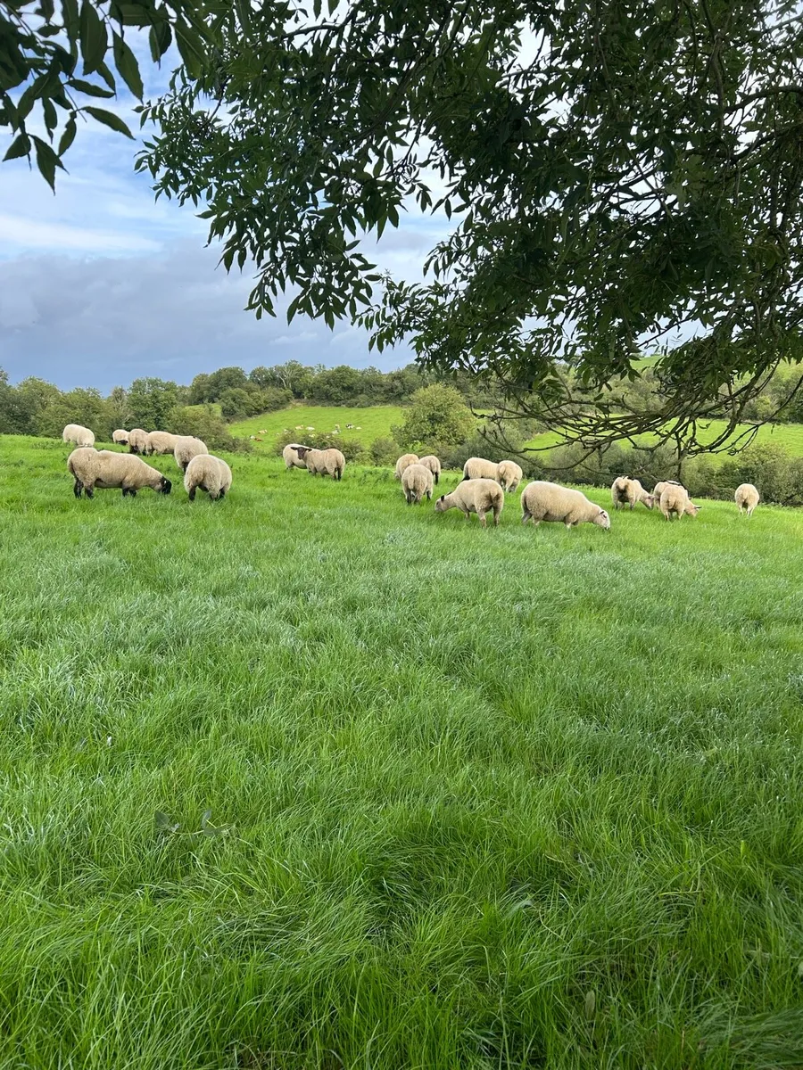 Sheep - Image 3