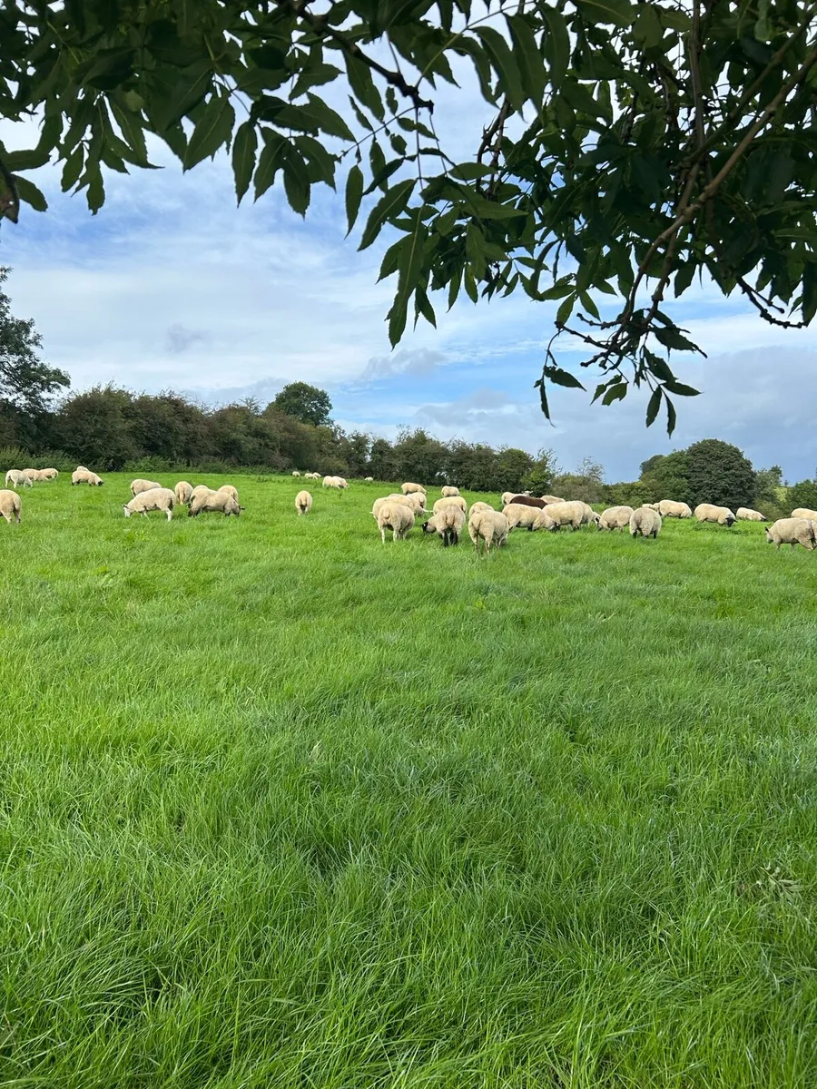 Sheep - Image 4