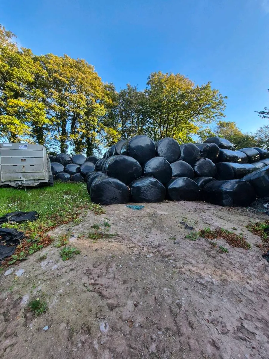 Silage bales - Image 1