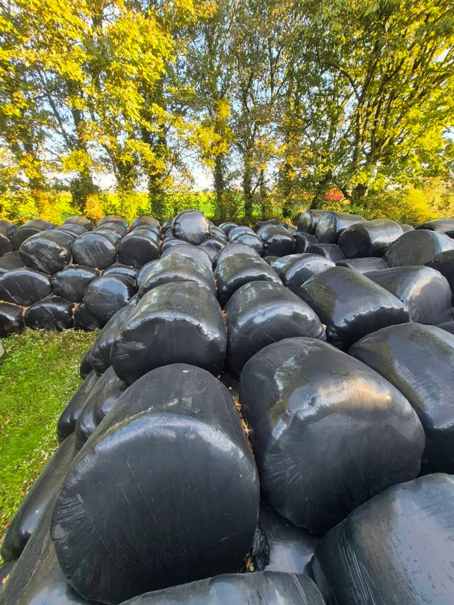 Silage bales - Image 2