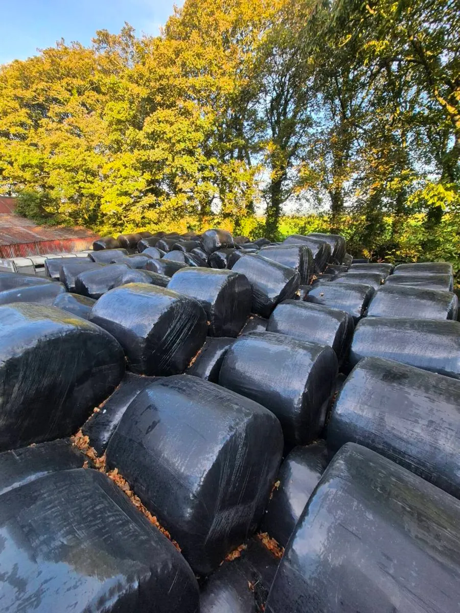 Silage bales - Image 3