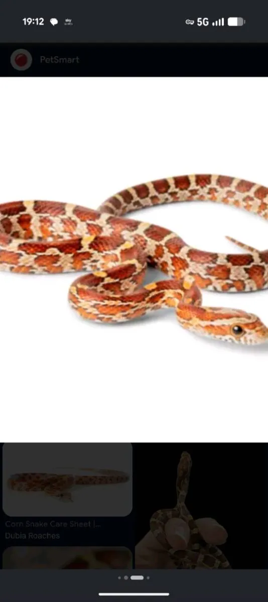 Corn snake