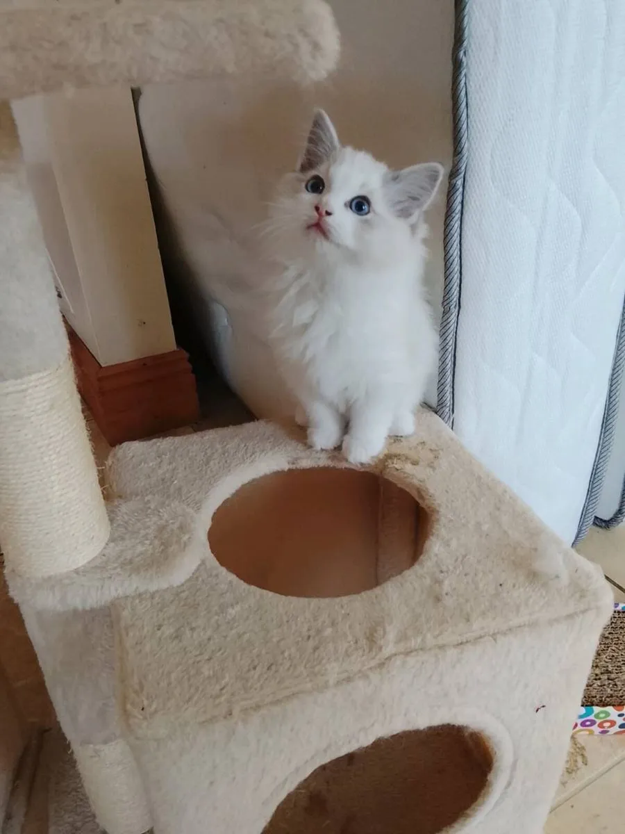 Pedigree Ragdoll Kitten - Image 1