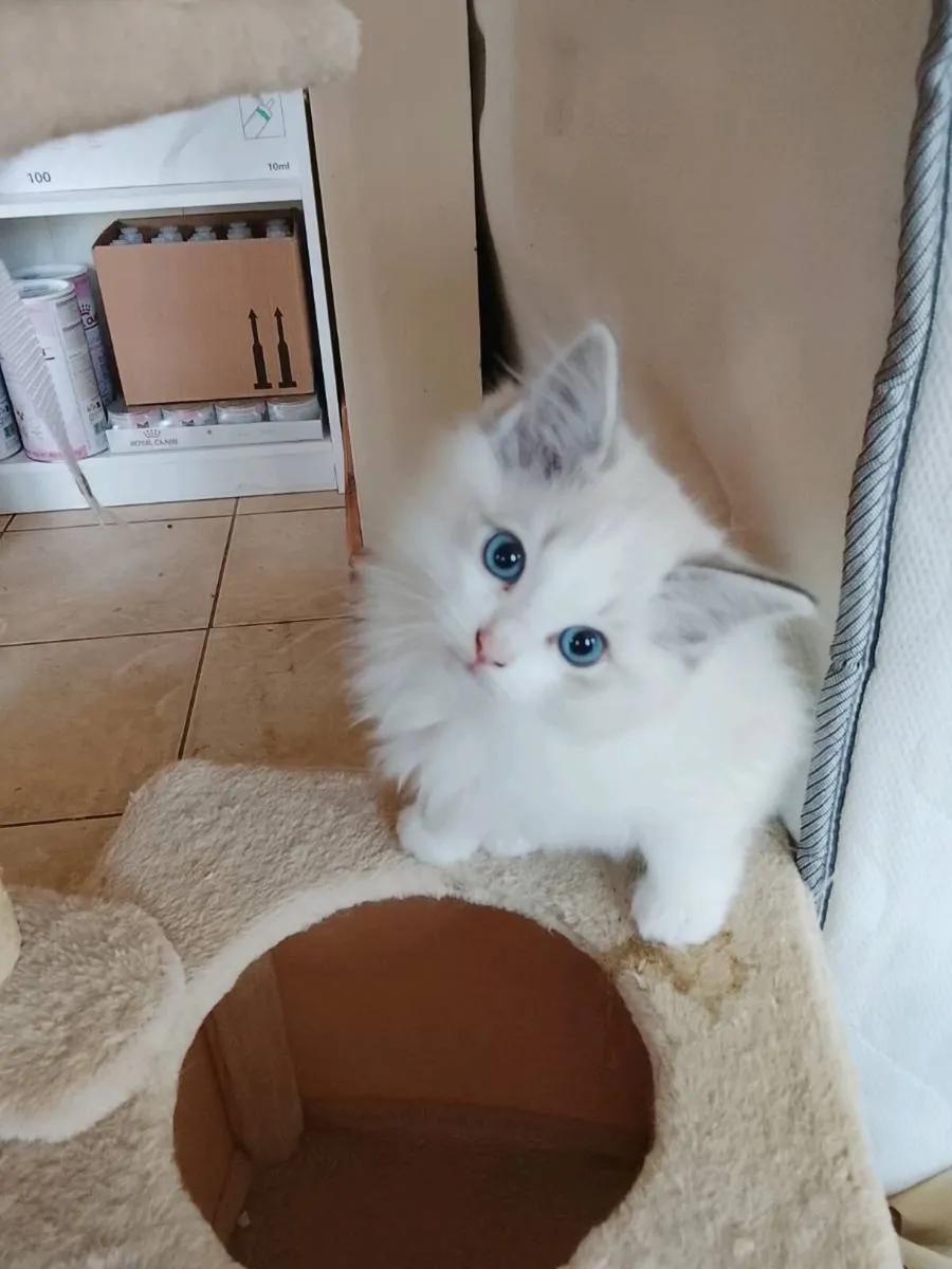 Pedigree Ragdoll Kitten - Image 2