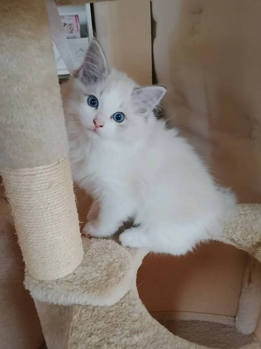 Pedigree Ragdoll Kitten - Image 3